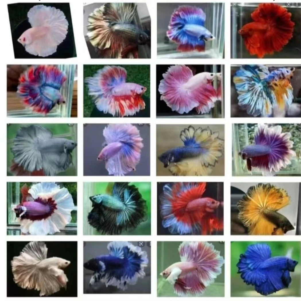 201-300号泰国斗鱼狮王半月马尾将军淡水活体水族类观赏鱼