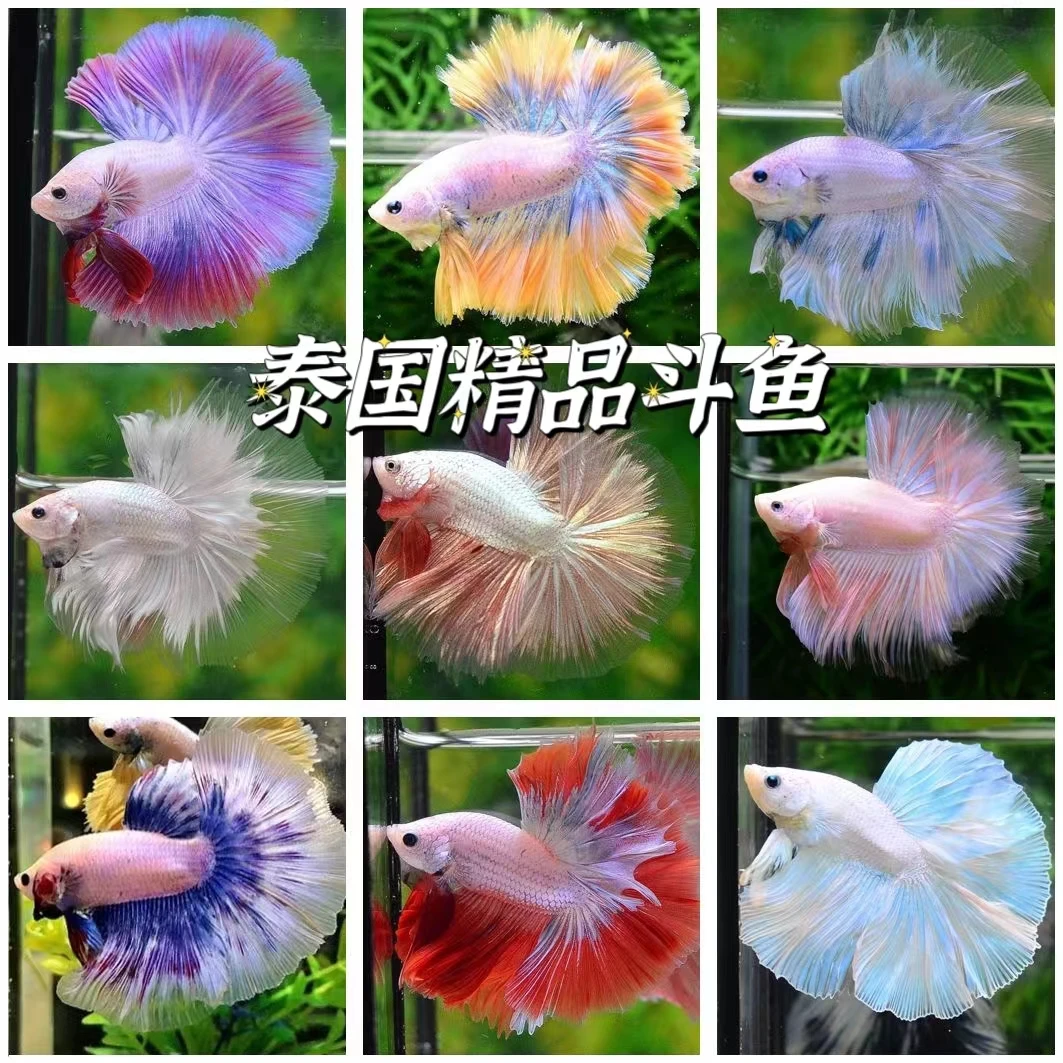B01~B99号泰国斗鱼热带淡水鱼好看耐活半月狮王（直播间选号拍）