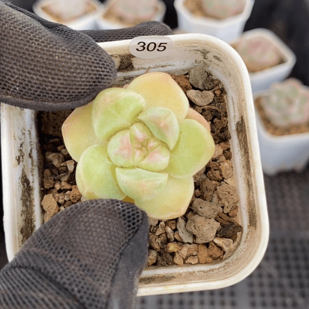珍妮特价宠粉福利305