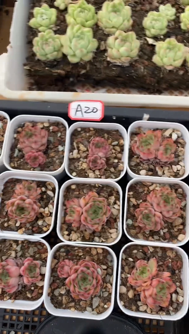 【闪购商品】特价福利随机发货A20