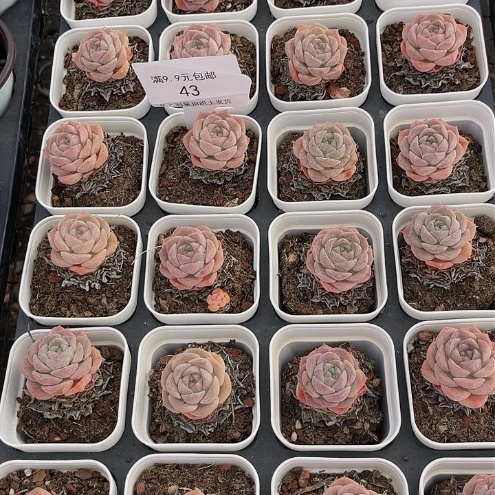 纯爱。               43