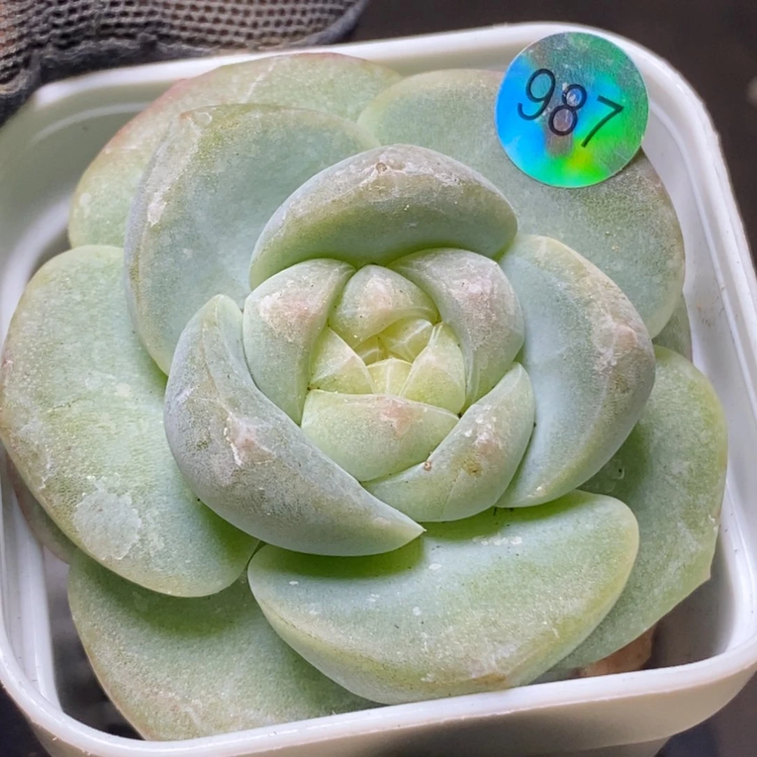 糖心特价珍妮987