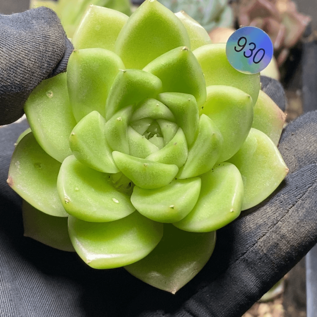 珍妮特价福利930