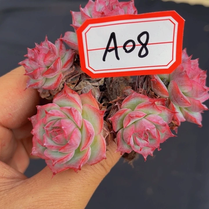 开播福利福利侧影A08