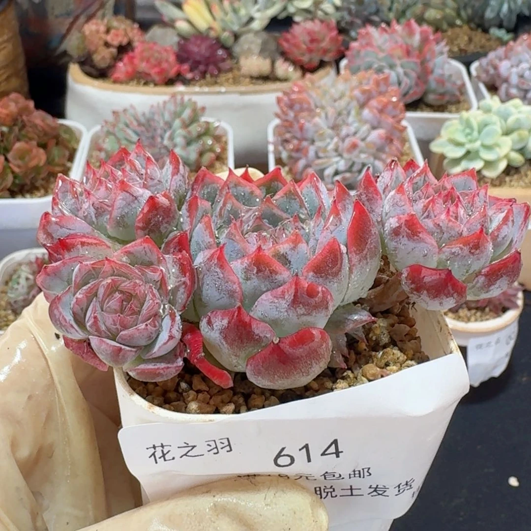 孤星带飘枝。 614