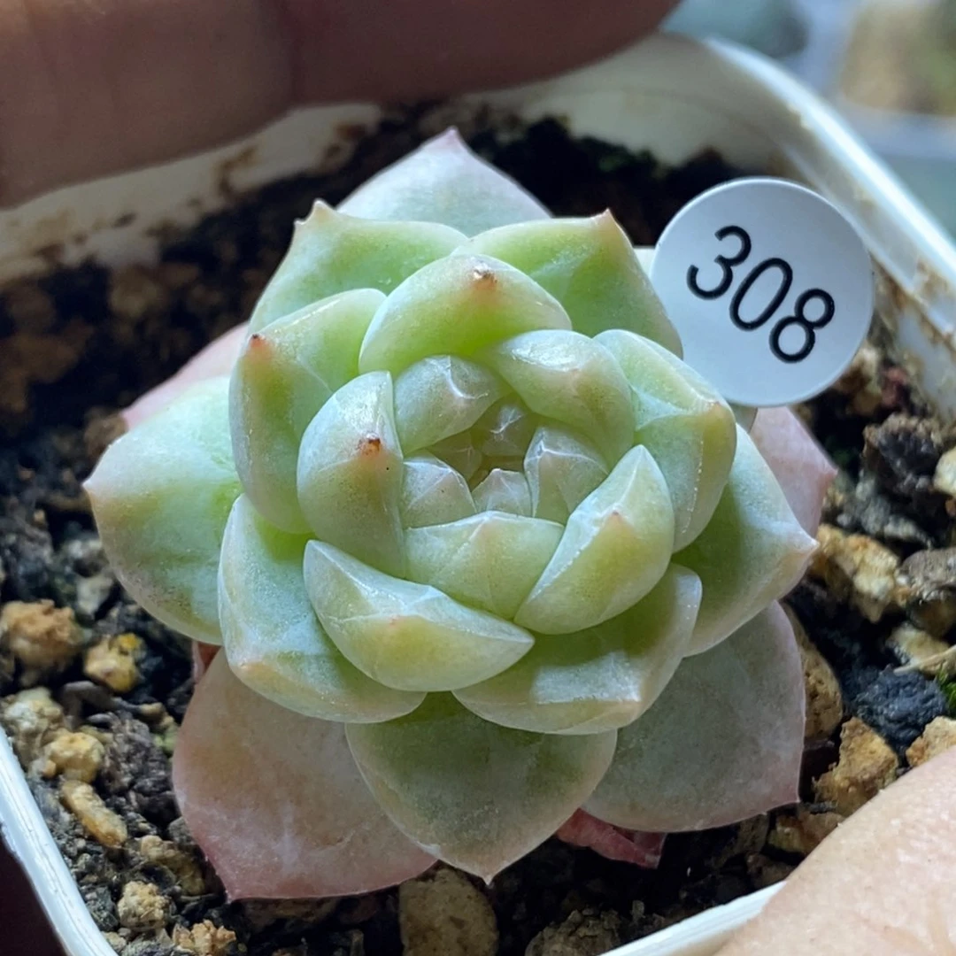 糖心珍妮特价308