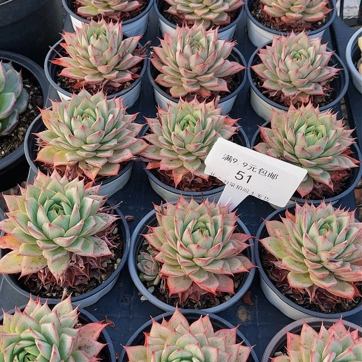 林杰安娜单头。          51