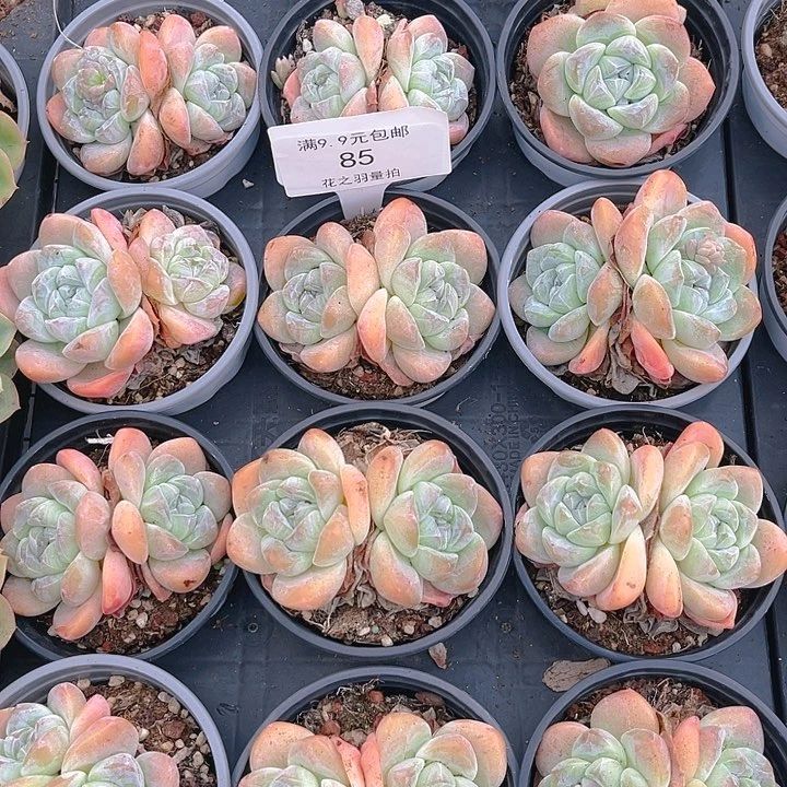 双头冰玉。       85