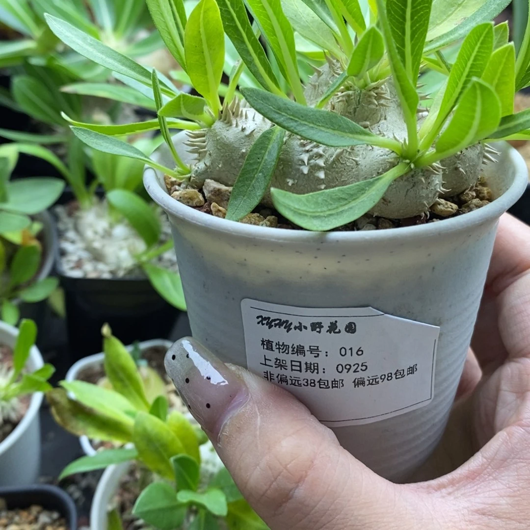 016惠比须笑块根多肉植物