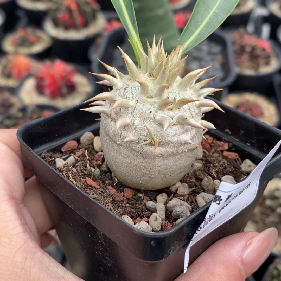 012象牙玉块根多肉 棒槌（夏型种）