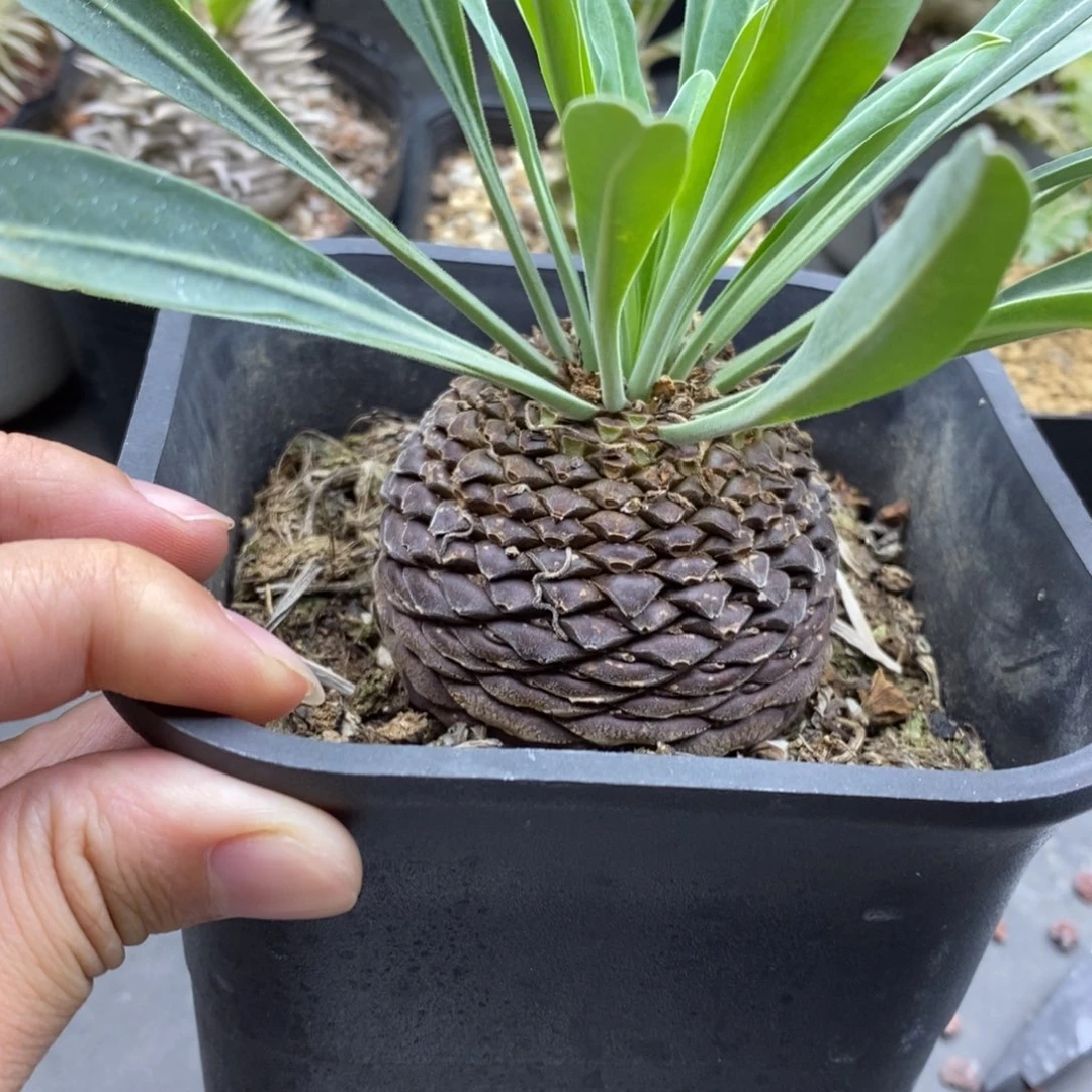 实生铁甲丸块根多肉植物