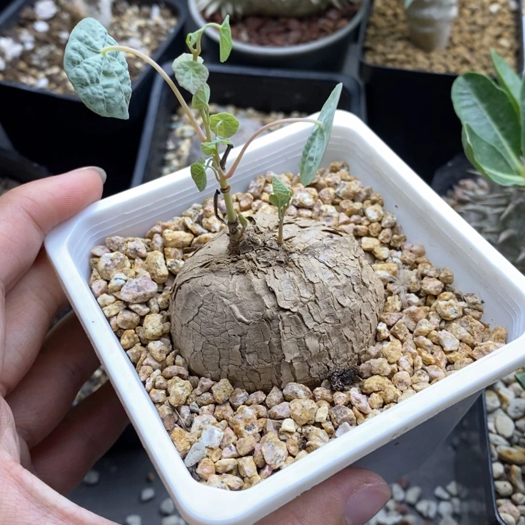 冰蓝乌龟块根多肉植物