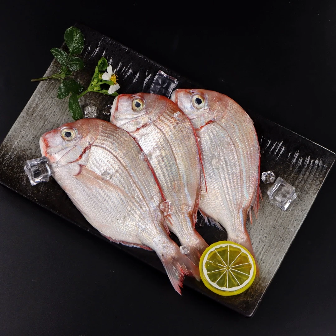 海门本港海鲜萨涩 红立鱼 广东省顺丰冷链包邮