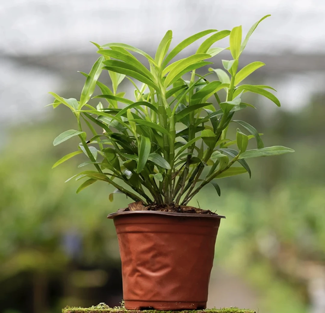 赤水金钗石斛苗带盆种活带花苞原盆原土简单易开花