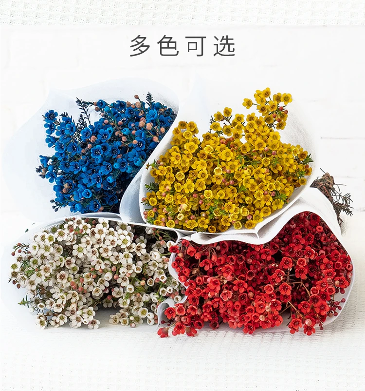 【腊梅】东北鲜花沈阳晓全花行（吸染上色）