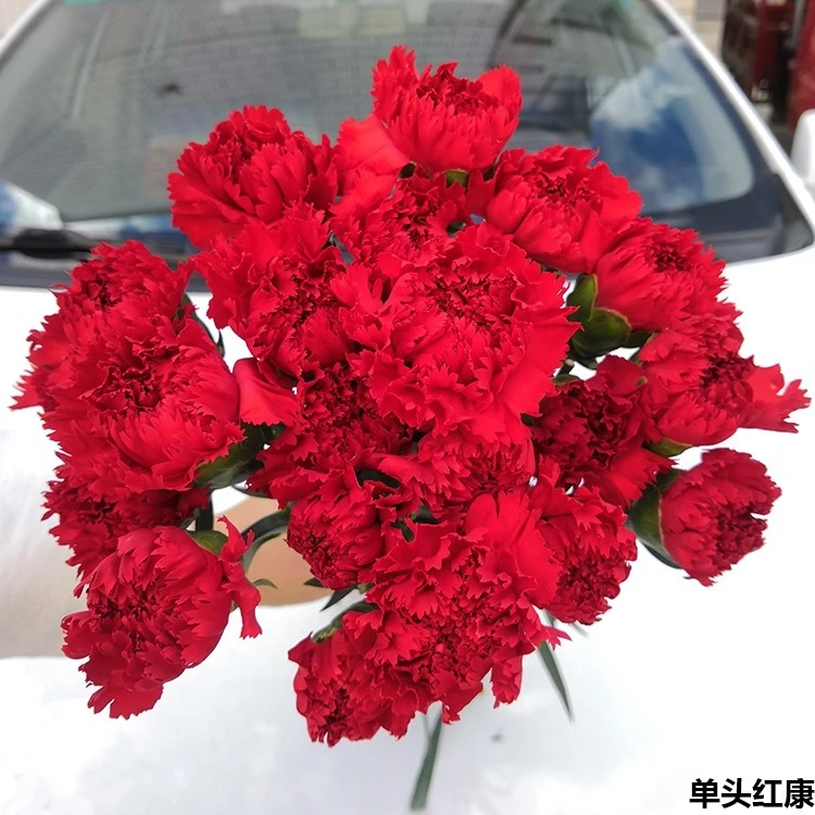 【康乃馨】不拍保温棉冻损不售后沈阳晓全花行