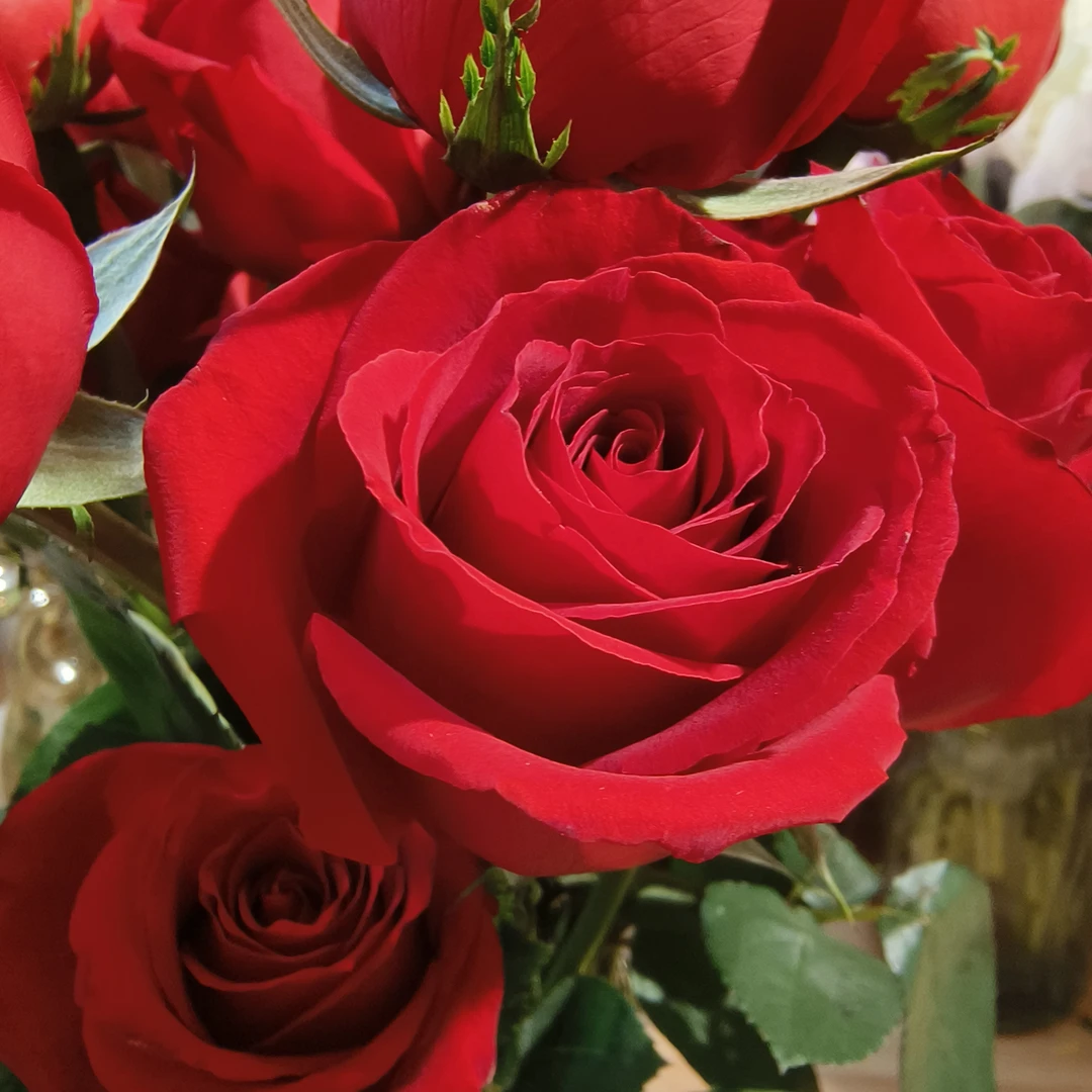 【红玫瑰】红玫瑰沈阳晓全花行鲜花玫瑰鲜花