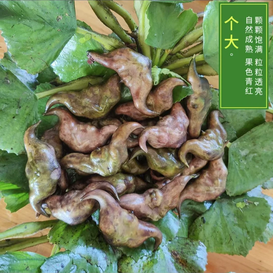 2024新鲜菱角粉糯甜当季时令水果蔬菜现摘白洋淀棱角凌角脆菱角