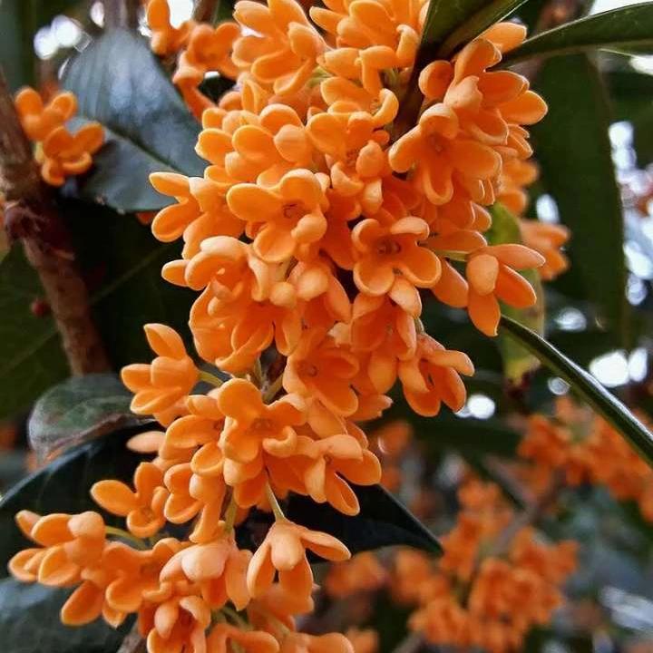 嫁接桂花树苗桂花盆栽地栽苗四季桂金桂丹桂沉香桂