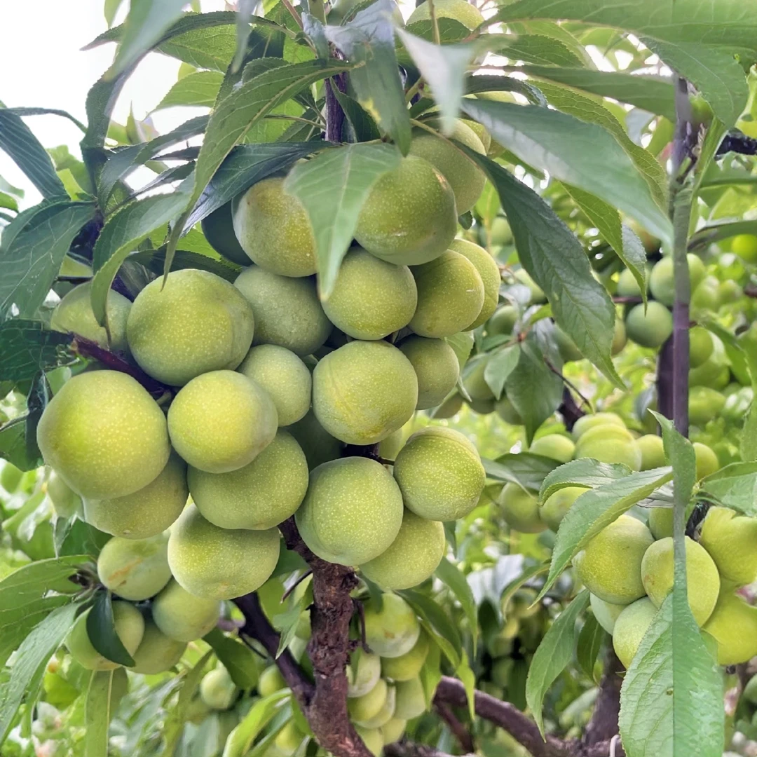 菓露仕蜂糖李果树苗(6月成熟 )南北方种植 现挖现发