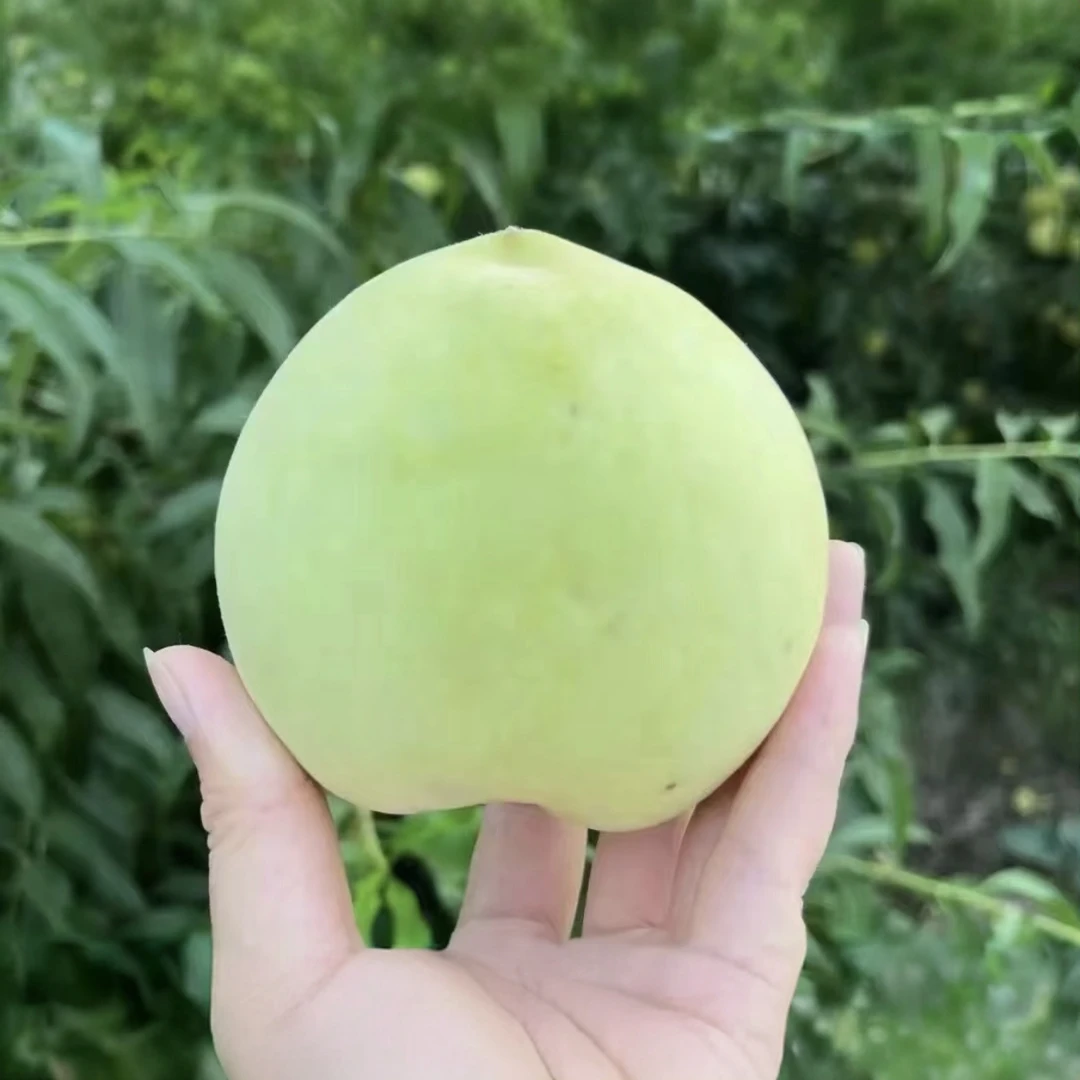 大白桃6月初成熟 抗寒耐冻 南北方种植（地栽盆栽)现挖现发