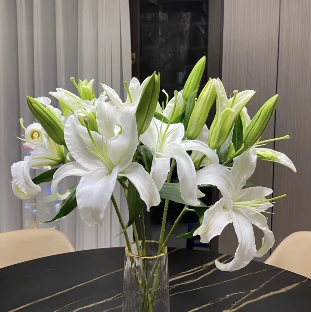 西伯利亚香水百合（办公居家优选）（东北基地发货）
