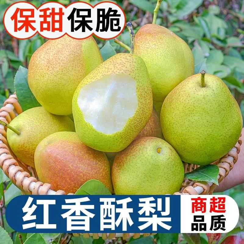 Q山西运城红香酥梨5斤装整箱脆甜多汁新鲜水果香酥脆七月红酥梨