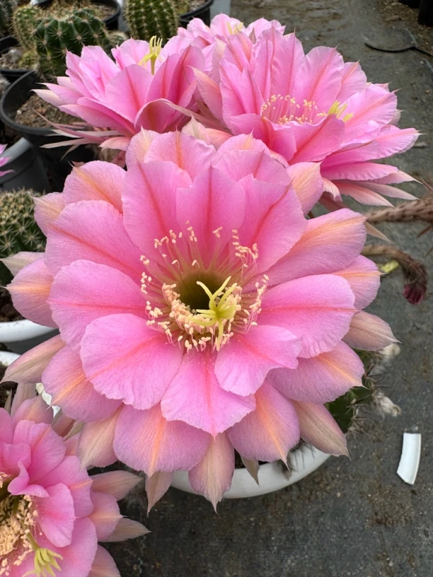 彩草,花期每年4月份到10月份,花色美丽,耐旱,特别好养。