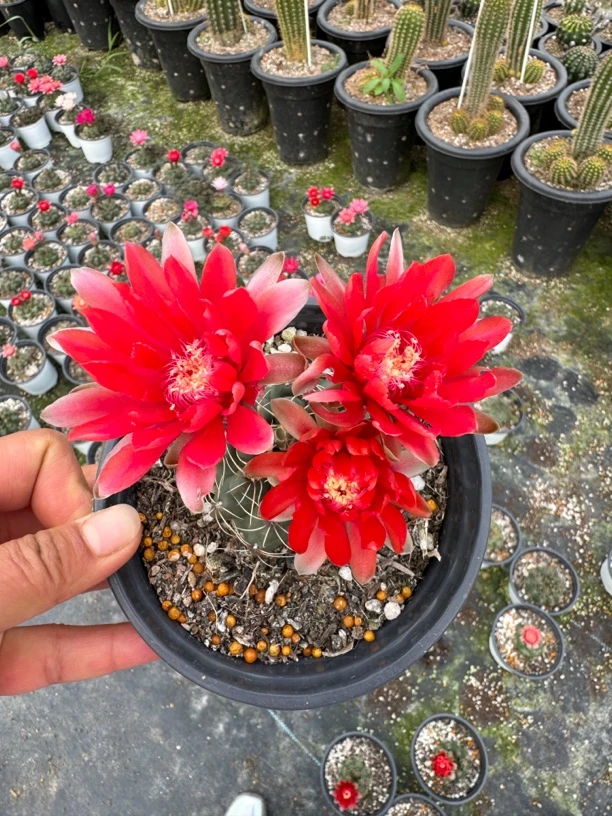 开花的机器 绯花玉