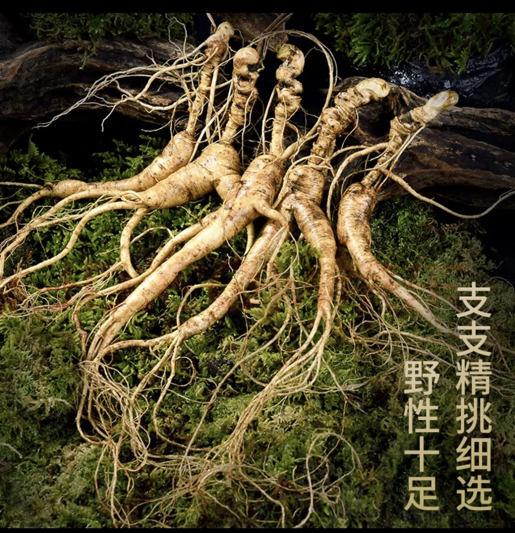 【珍保丰】新鲜林下山参滋补佳品泡酒煲汤营养丰富《一物一拍》