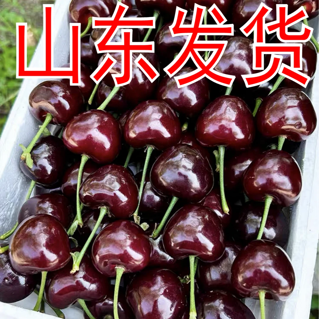 4AAAA级车厘子大樱桃苗南北方种植结果矮化成活盆栽地栽庭院发货4