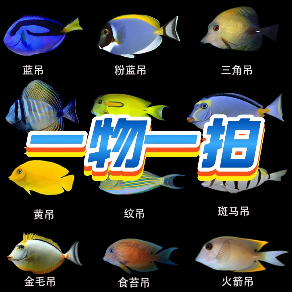 （一物一拍）海水鱼小丑鱼吊类海水鱼仙类海水鱼蝶类海水鱼