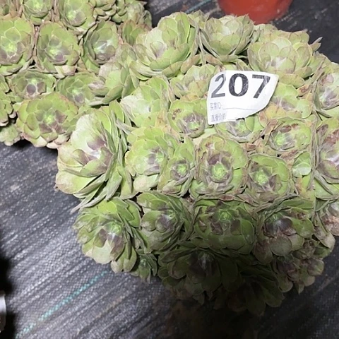 【闪购商品】雨***～207万圣节2-15