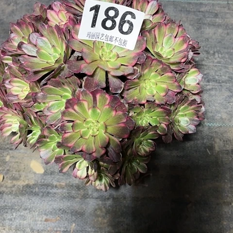 【闪购商品】一**光186红金刚2-2