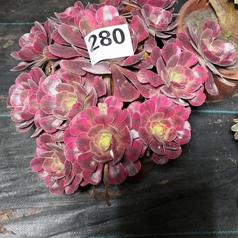 【闪购商品】280凤冠2-17