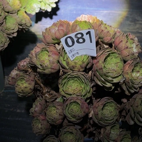 【闪购商品】2-7081万拉丝