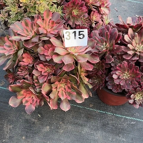 【闪购商品】315组合2-8