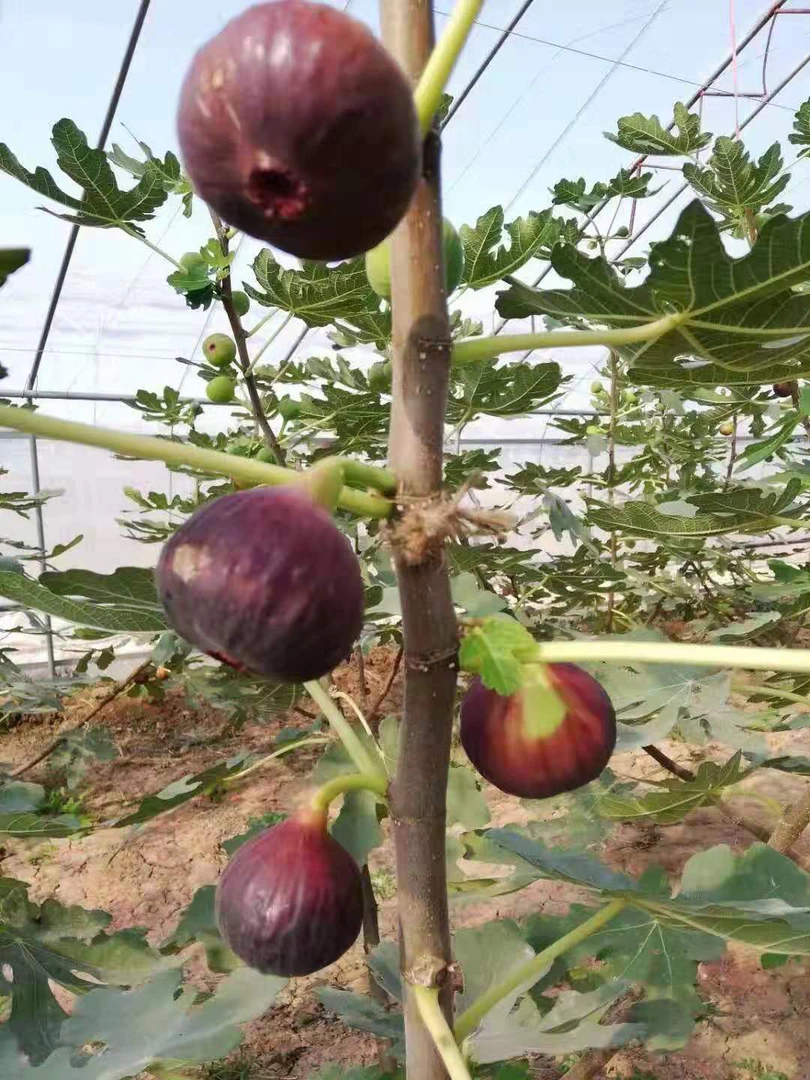 花园植物 一物一拍无