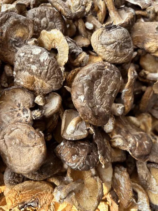 林下椴木香菇（福利款）