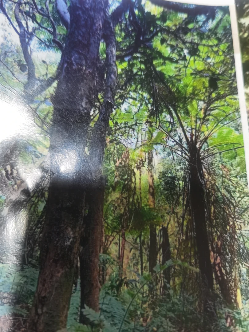 2025年  剌竹林高杆挑采1公斤