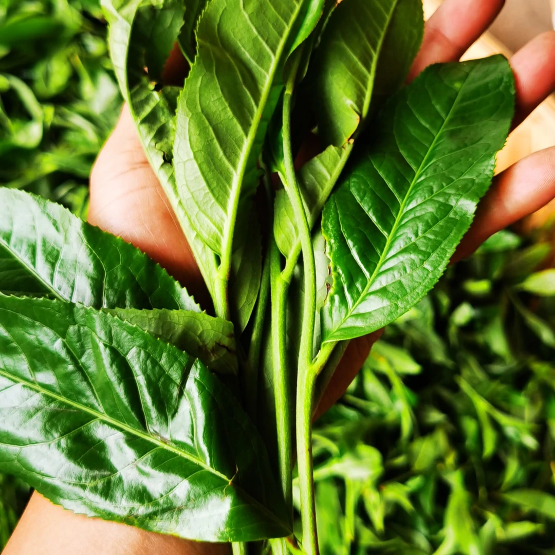 2025年斗茶系列茶样