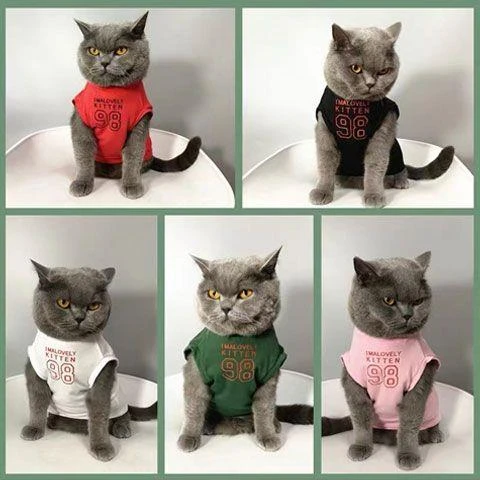 港风猫咪狗狗衣服春夏季薄款无袖小猫宠物布偶猫英短蓝猫防掉毛