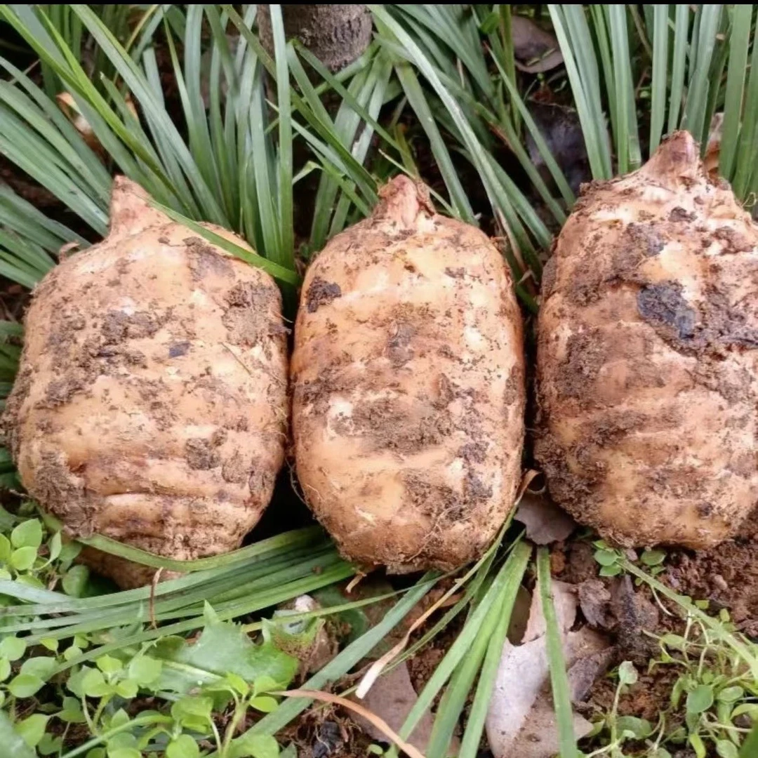 国鹤【新鲜天麻】云南昭通小草坝新鲜天麻乌天麻一斤三斤五斤