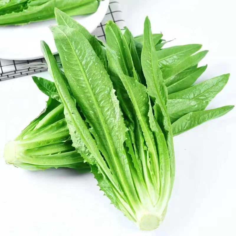 新鲜油麦菜1斤左右