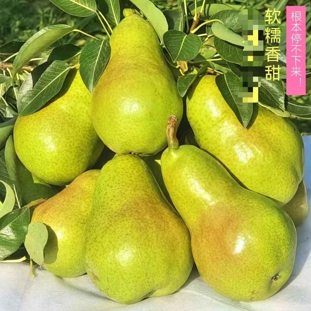 山东当季瓢把梨2斤左右