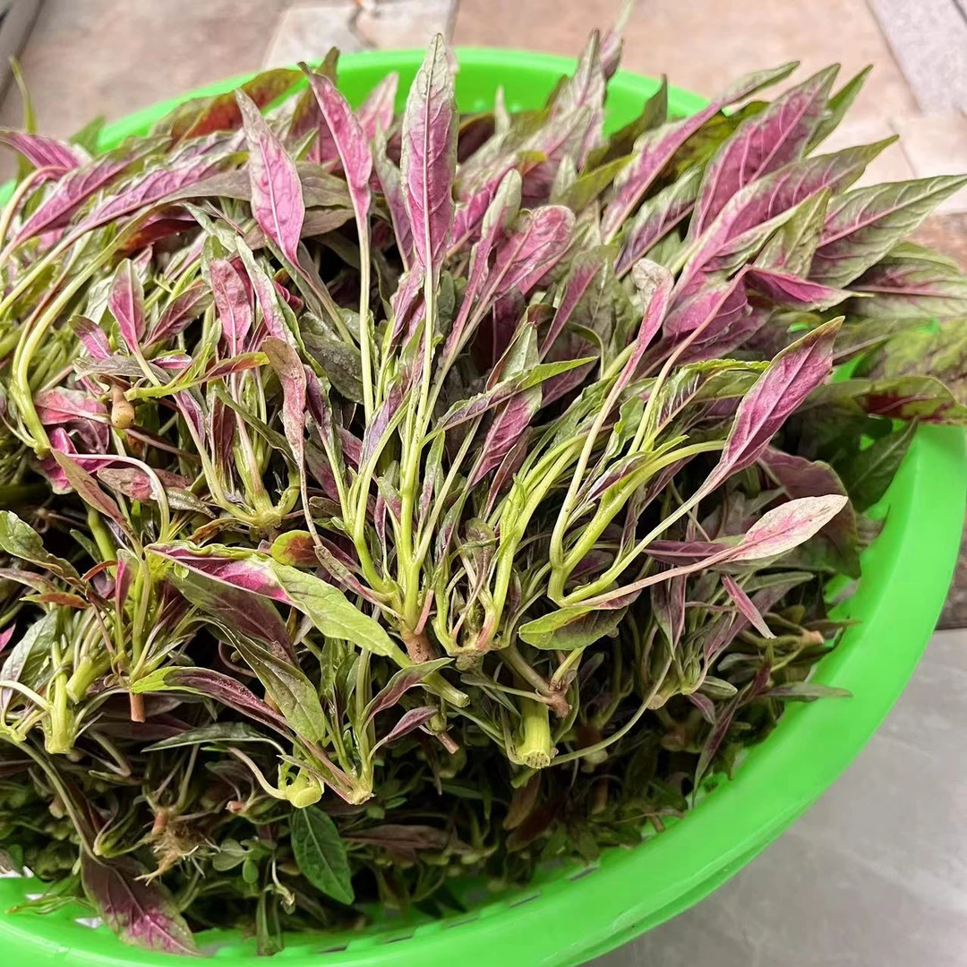 安徽无为新鲜农家红苋菜露天种植汉菜 时令蔬菜现摘1斤 3斤 4斤装