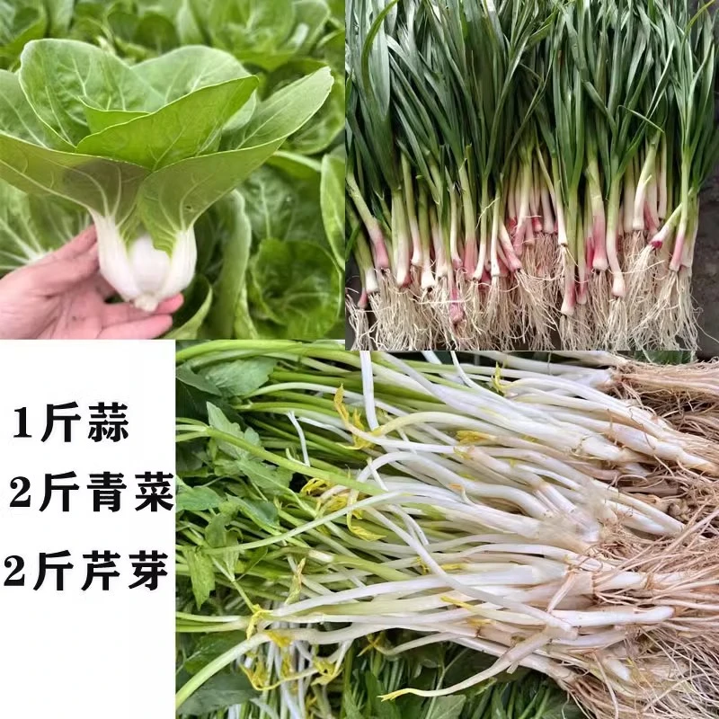 【顺丰包邮】安徽无为特产新鲜农家蔬菜大蒜青菜芹芽组合5斤装现摘