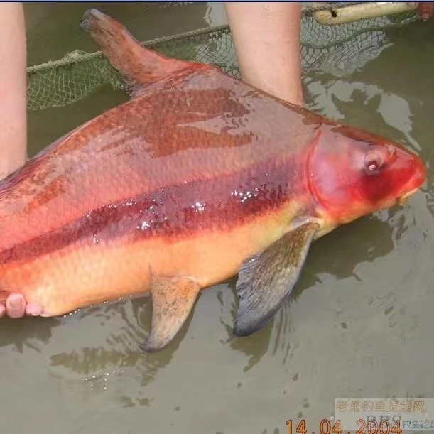 【正品】美人鱼超大规格观赏胭脂鱼一帆风顺宠物活体鱼