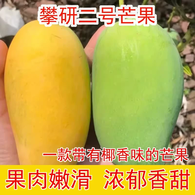 正宗四川攀枝花芒果攀研二号2号新鲜当季水果大椰香青芒现摘现发