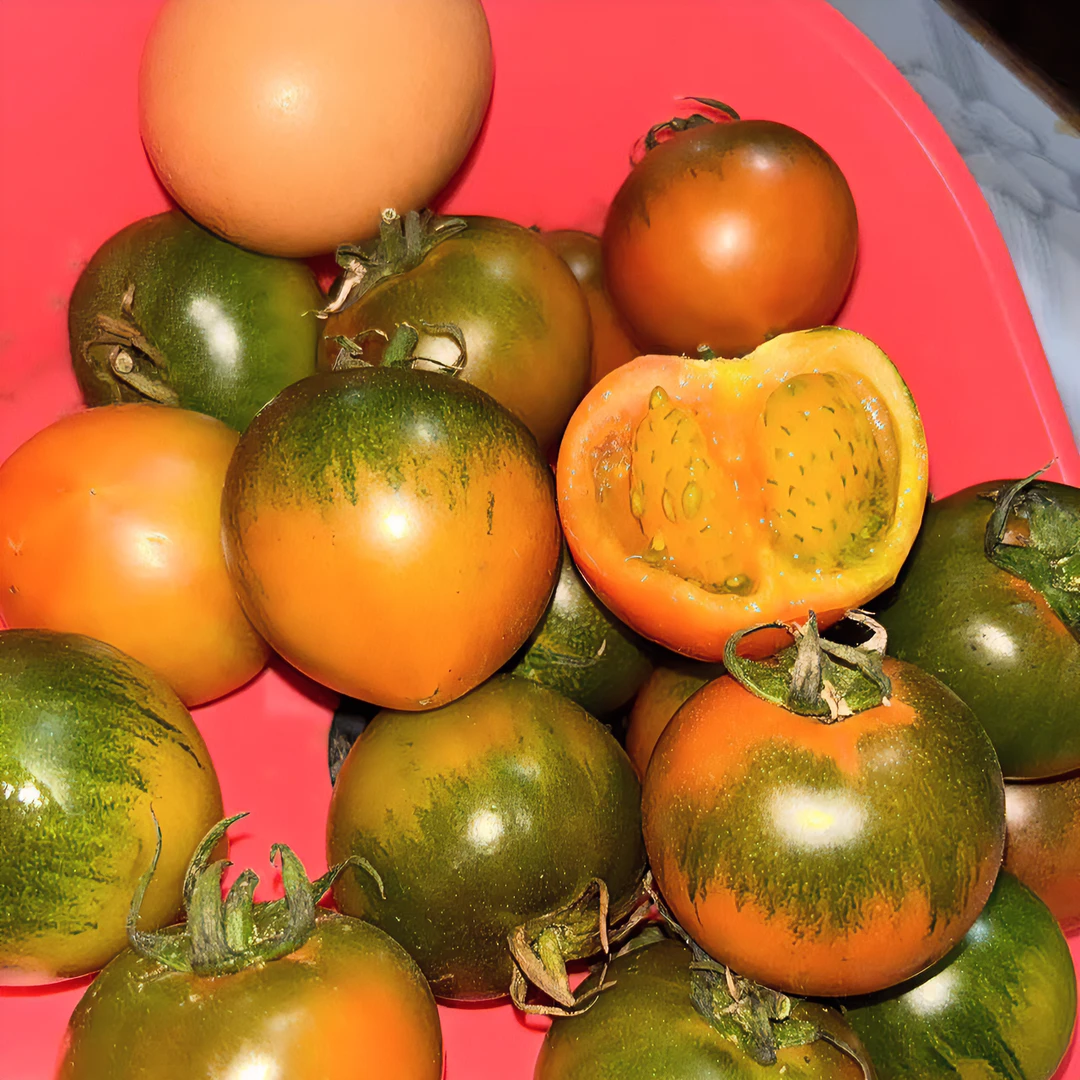 番茄铁皮西红柿圣女果水生吃西红柿新鲜多汁肉厚清甜爽口发货口感